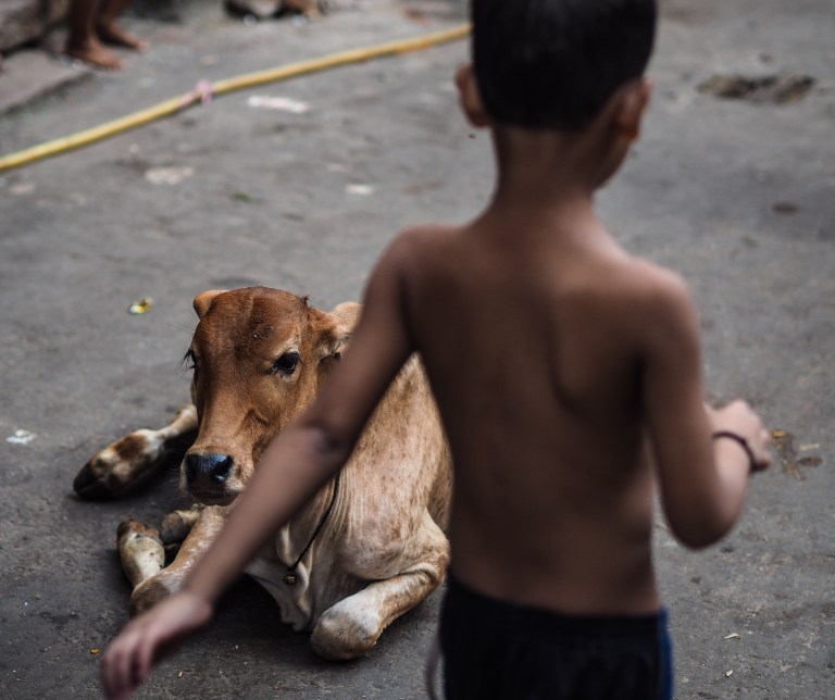 De hitte treft alles en iedereen 