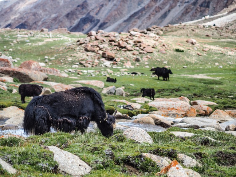 Grazende yaks